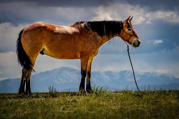 draft-horse