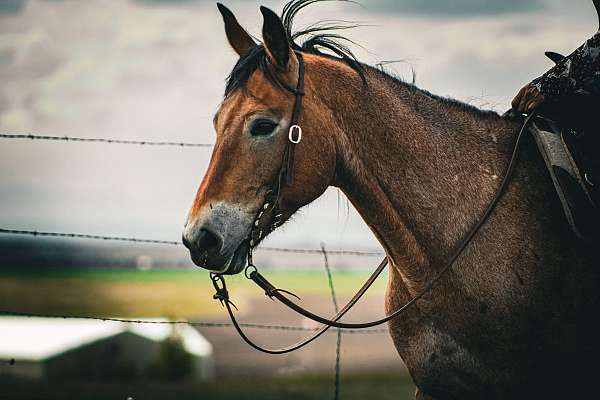 bareback-draft-horse