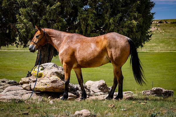 fence-draft-horse