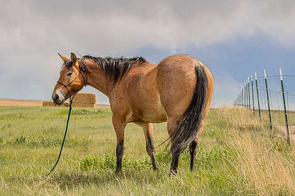 reining-draft-horse