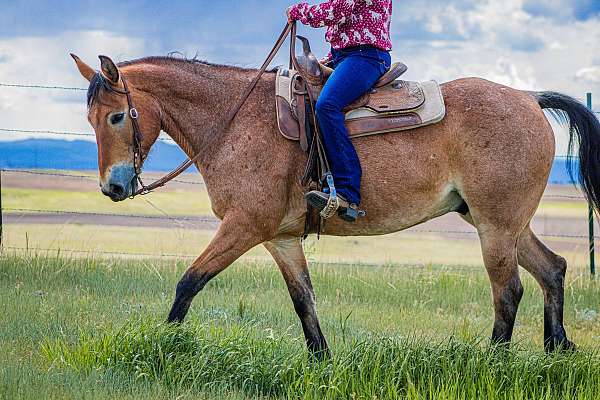 friend-draft-horse