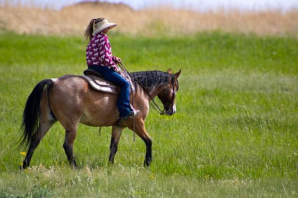 western-dressage-draft-horse