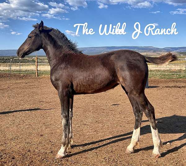 black-sabino-friesian-filly-stallion