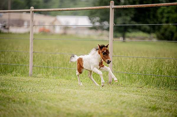 kid-pony-miniature