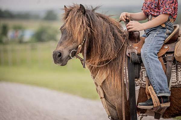 baby-miniature-pony