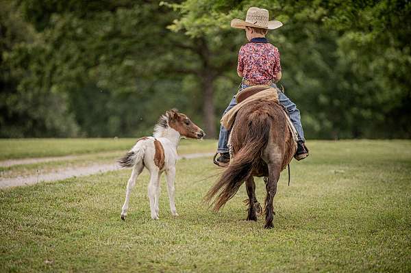 kid-pony-mare