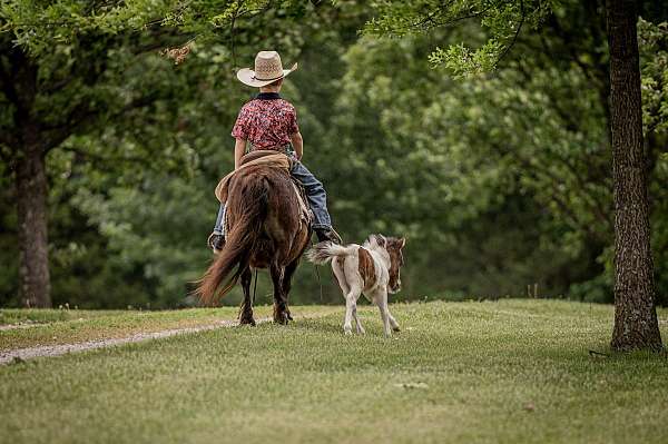 baby-filly-mare