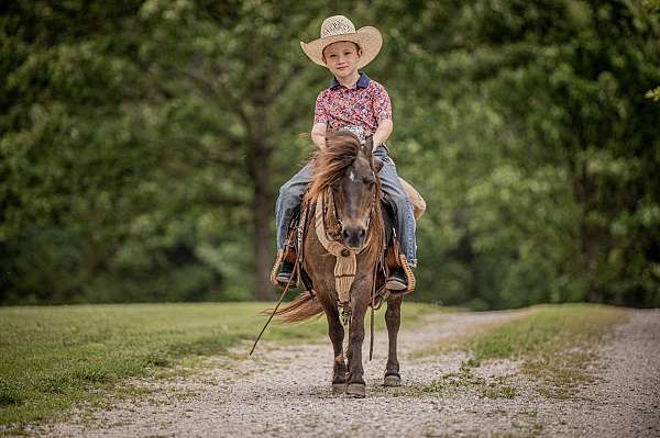 kid-pony-filly-mare