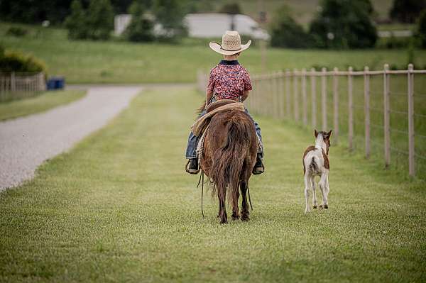 mare-miniature-pony