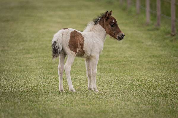 paint-miniature-pony