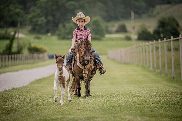 brown-miniature-mare