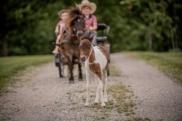 kid-pony