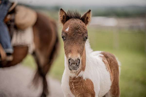 pony-mare