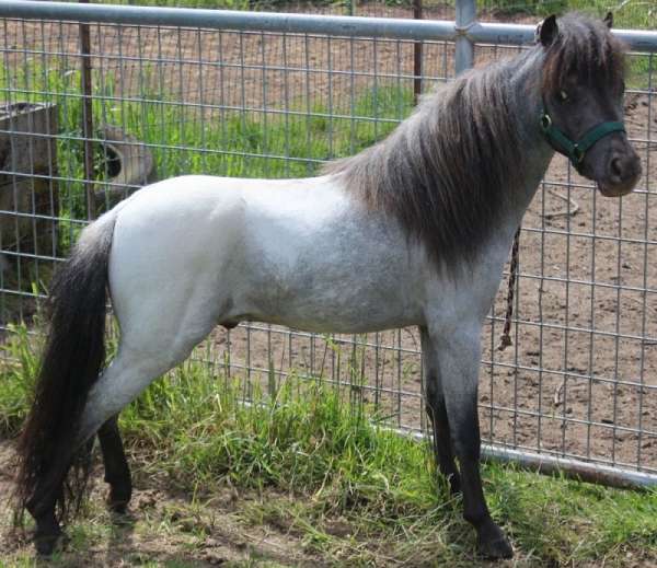 and-more-miniature-horse