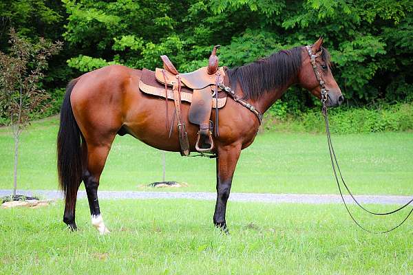 all-around-quarter-horse