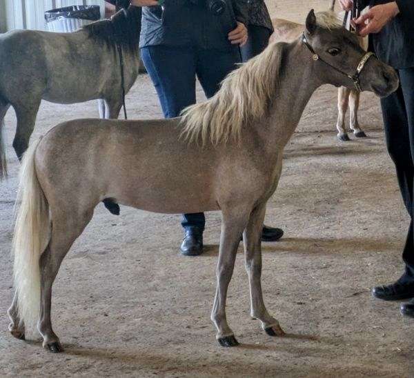 agouti-miniature-horse