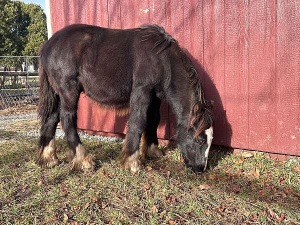 smokey-black-4-white-stockings-horse