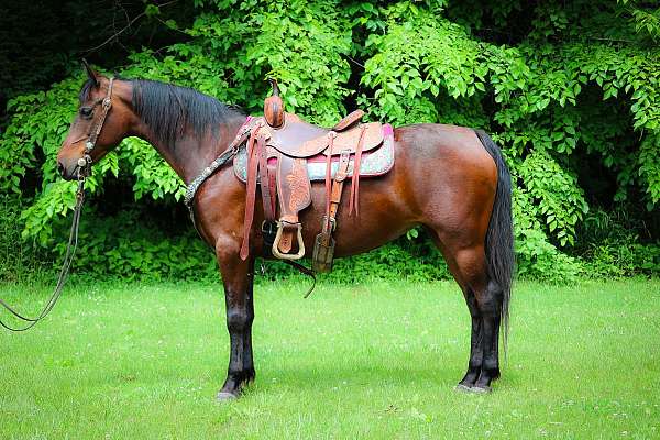 all-around-morgan-horse