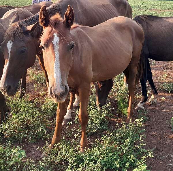 chestnut-project-horse