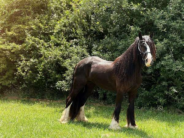 black-gypsy-vanner-mare