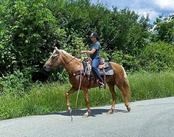 palomino-see-pics-horse