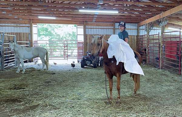 flashy-kentucky-mountain-horse