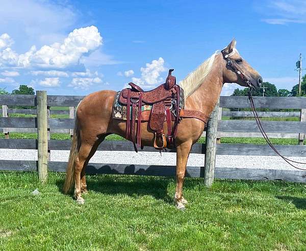 family-kentucky-mountain-horse