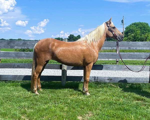 trail-kentucky-mountain-horse