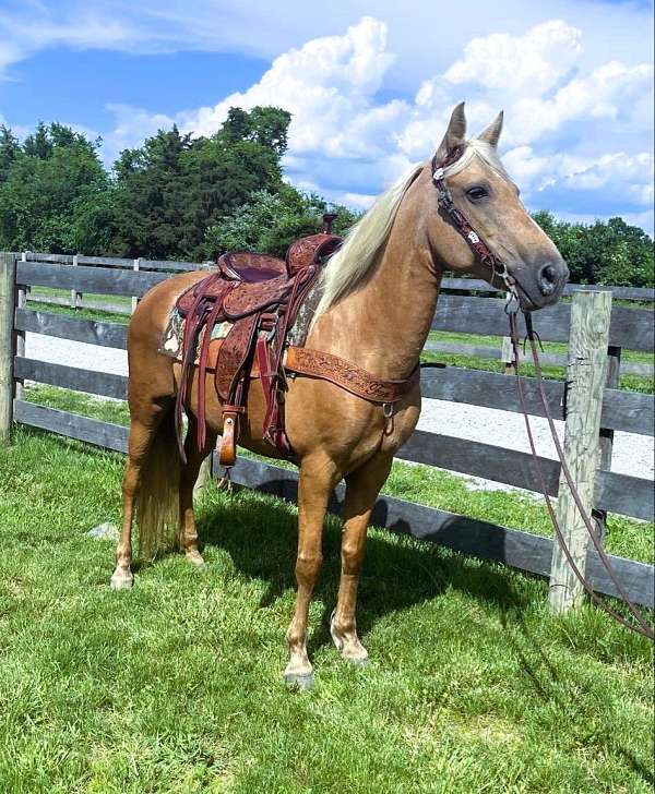 husband-safe-kentucky-mountain-horse