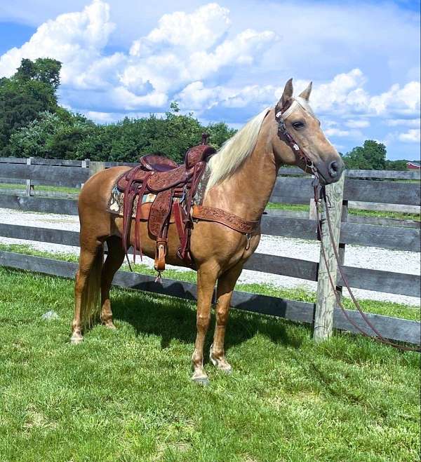 all-around-kentucky-mountain-horse