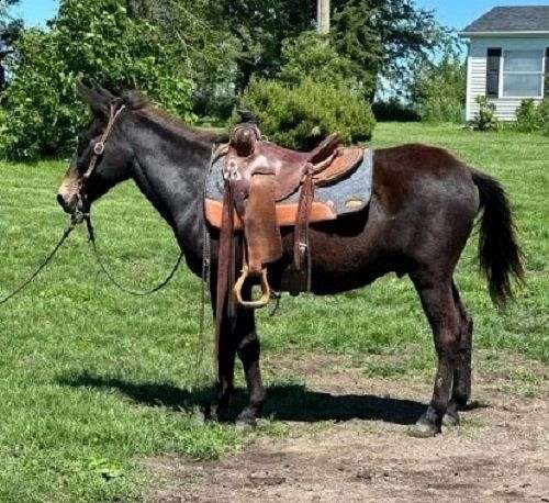 brown-see-pics-horse