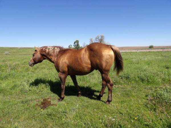 striking-color-producer-horse