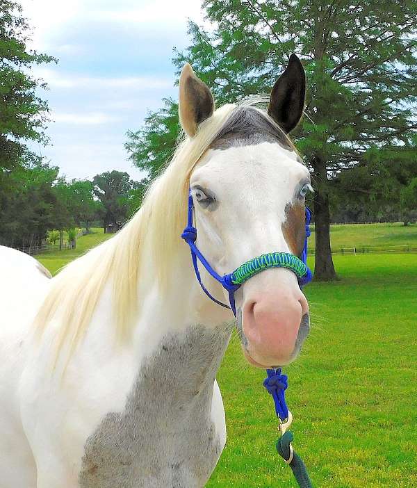 husband-safe-paint-horse