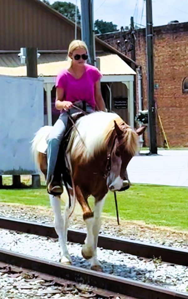 flashy-spotted-saddle-horse