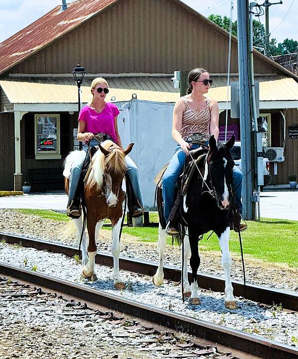 family-spotted-saddle-horse