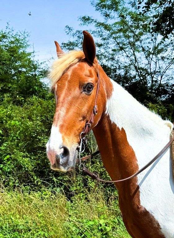 trail-spotted-saddle-horse