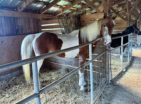 husband-safe-spotted-saddle-horse