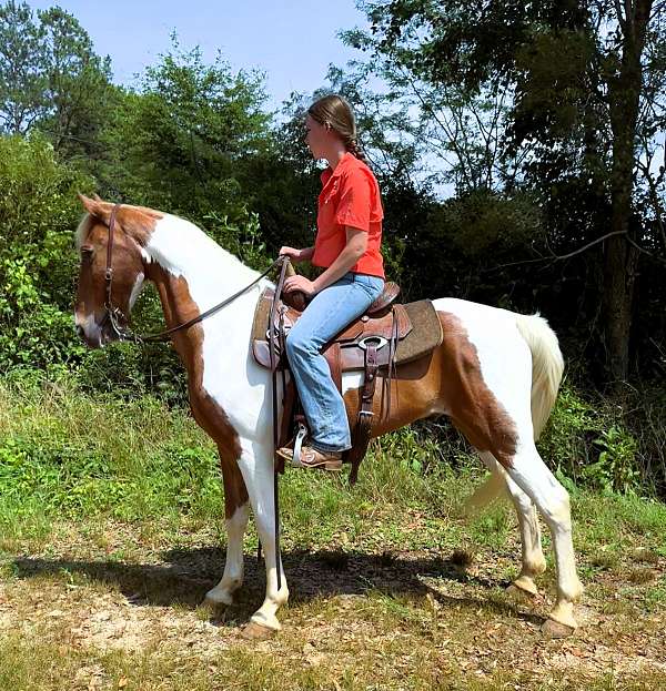 all-around-spotted-saddle-horse