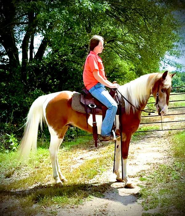 gaited-spotted-saddle-horse