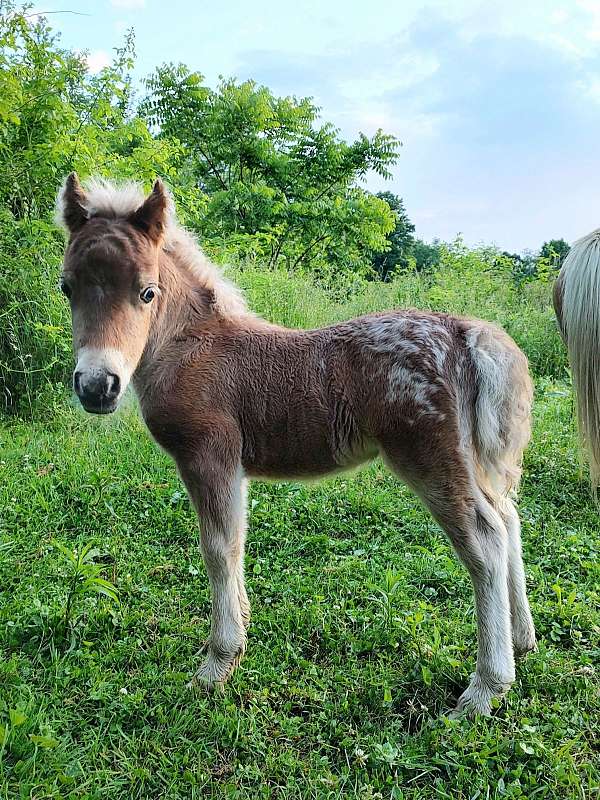 bay-silver-bay-appaloosa-colt