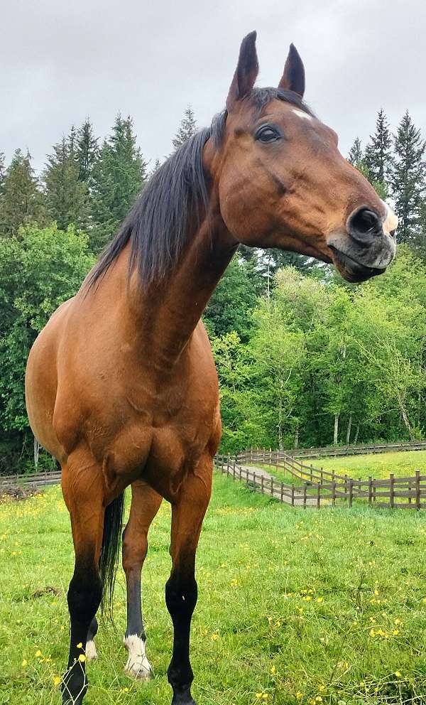 all-around-morgan-horse