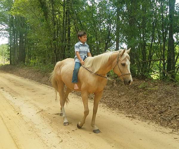 palomino-welsh-pony-mare