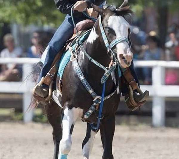 all-around-blue-eyed-mare