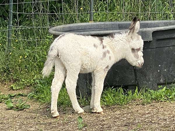 grey-white-spots-wooly-donkey