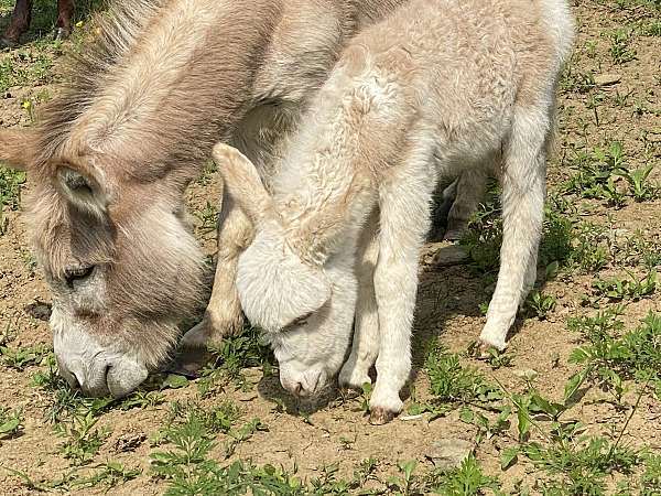 red-white-spotted-semi-woolly-donkey