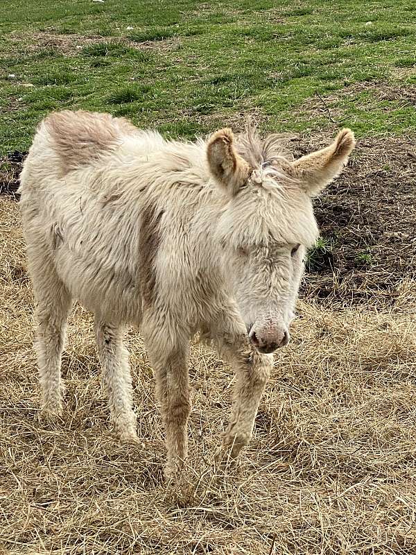 pinto-tricolor-spot-donkey