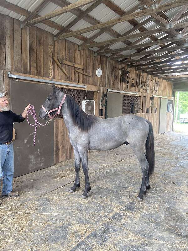 blue-roan-roan-tennessee-walking-colt