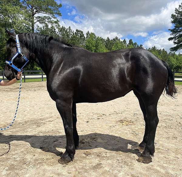 black-percheron-mare