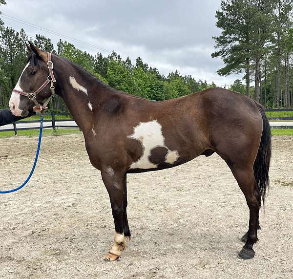 pinto-quarter-horse-gelding