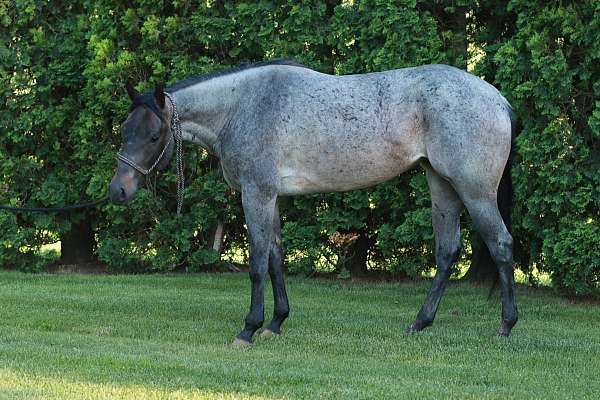 quarter-horse-for-sale